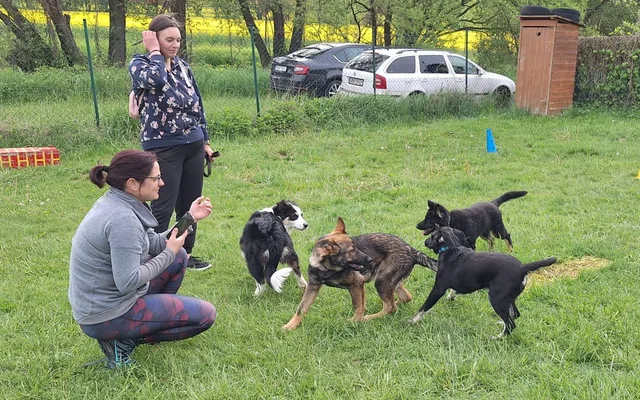 Skupina mladých psů s trenérkou na cvičišti DOGARDEN.